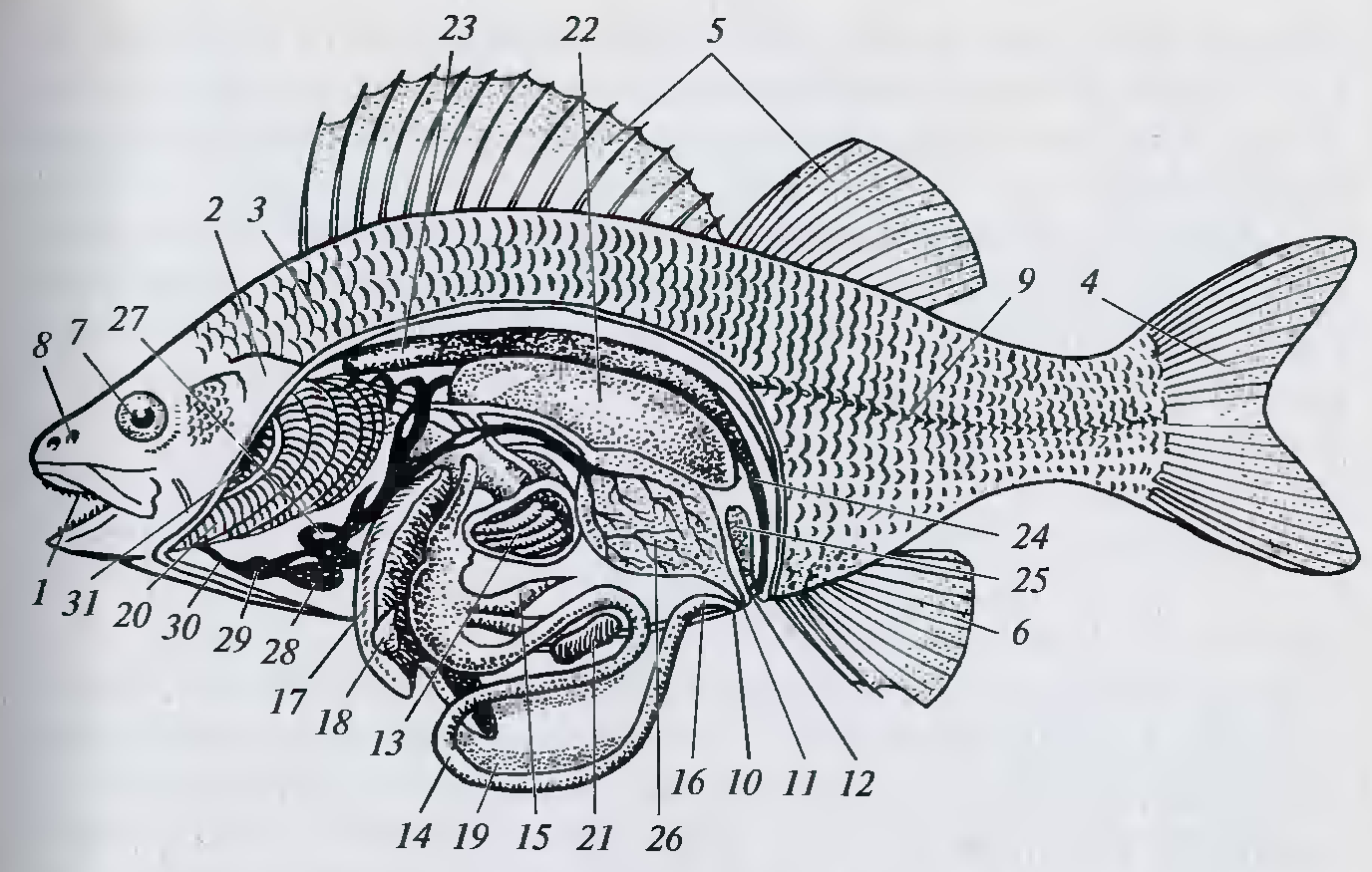 Внутреннее строение костной рыбы самка окуня
