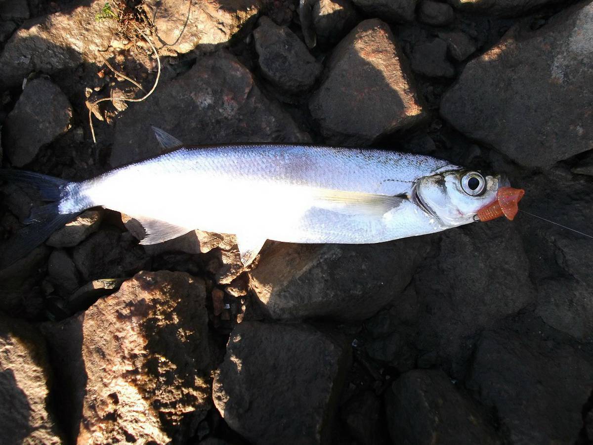 Рыба чехонь: фото и описание, чем питается, способы ловли, нерест, места обитания, внешний вид рыбы