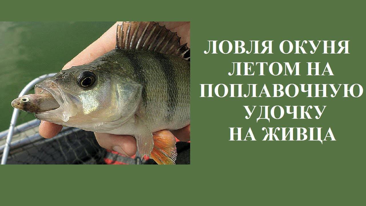Ловля щуки и окуня на живца поплавочной удочкой