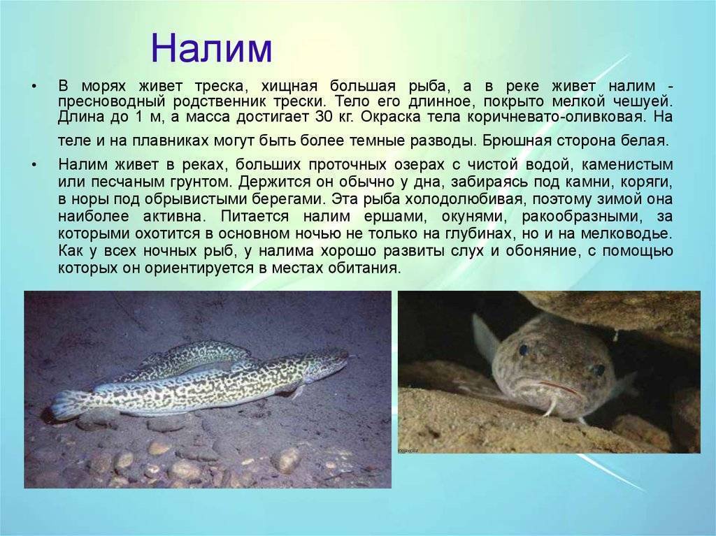 Рыба 🐟 налим. чем питается налим, где водится 👍 и к какому семейству относится