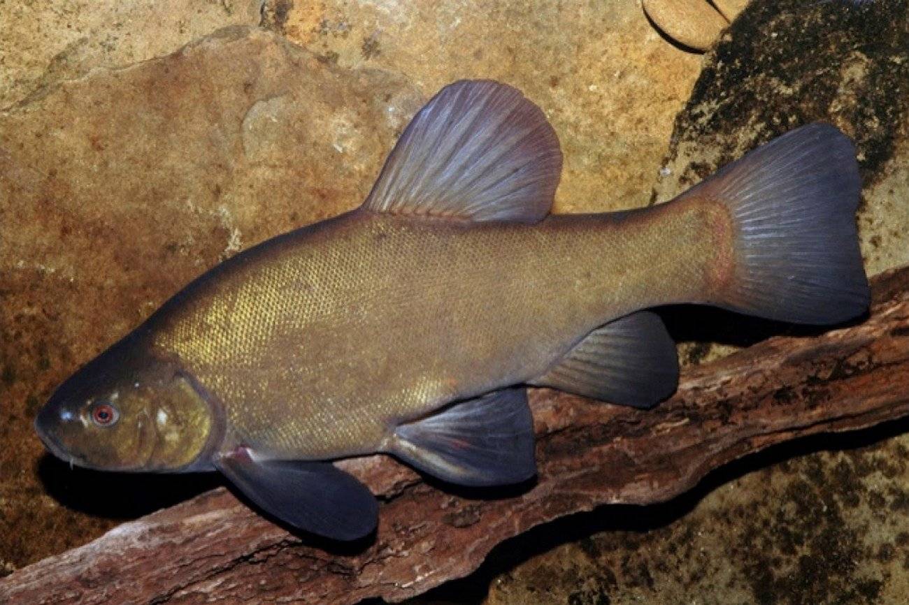 Линь рыба. описание, особенности и среда обитания рыбы линь | животный мир
