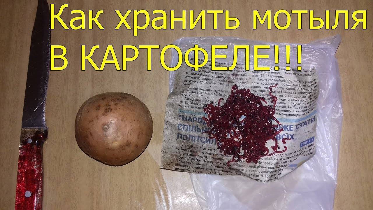 Как хранить мотыля в домашних условиях и сохранить долго живым для рыбалки летом