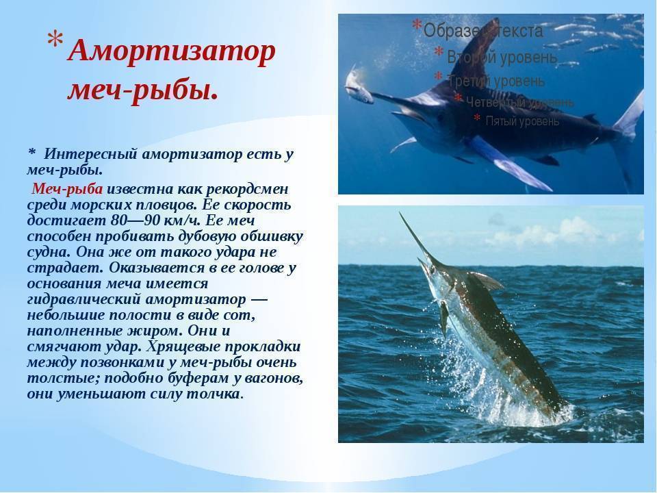 Меч - рыба: описание,питание,образ жизни,поведение,фото | аквариумные рыбки