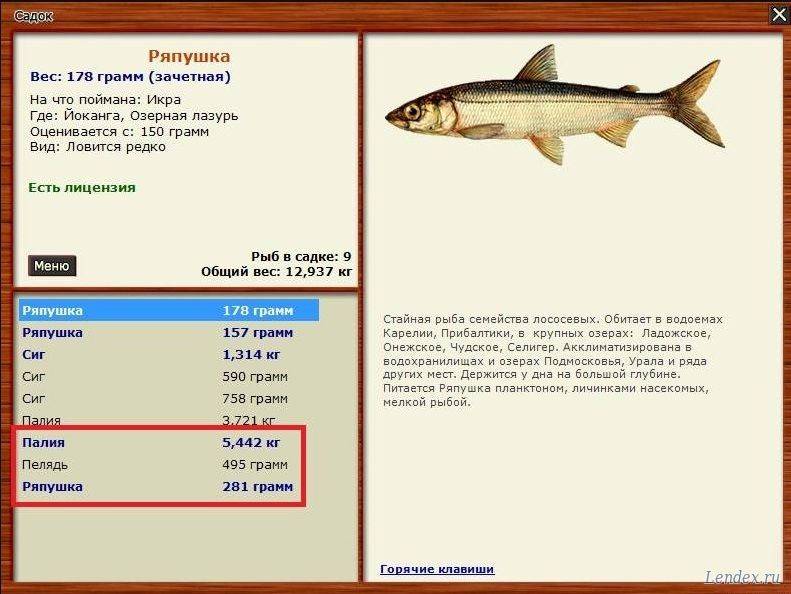 Ряпушка: фото и описание, ареал распространения, питание, повадки и враги