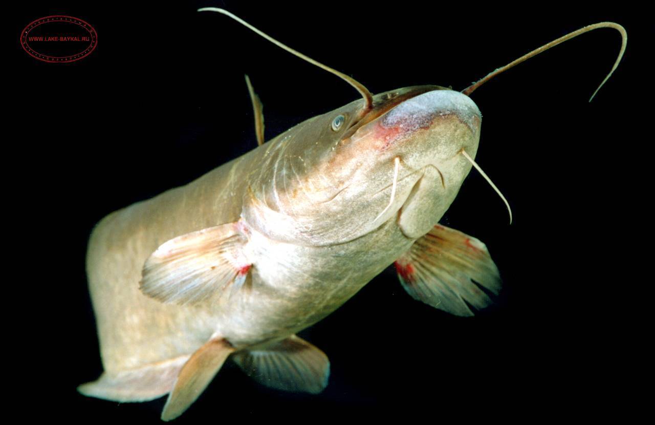 Сом - подробное описание и фото рыбы: где обитает, чем питается
