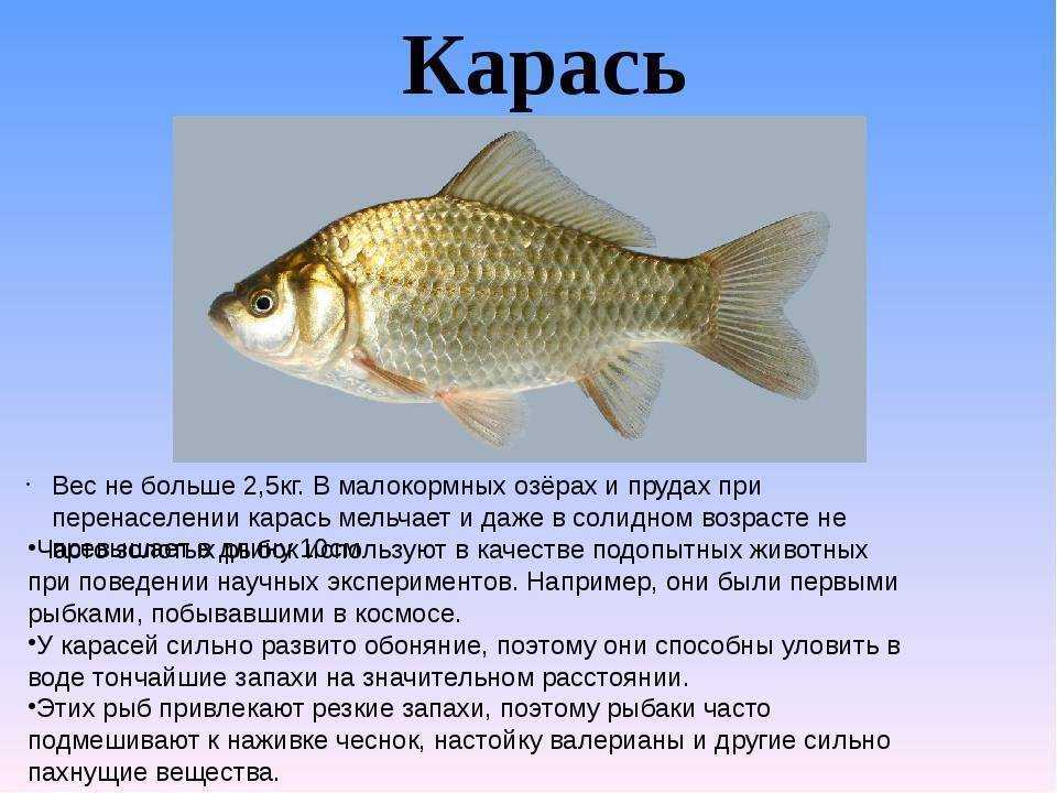 Рыба судак