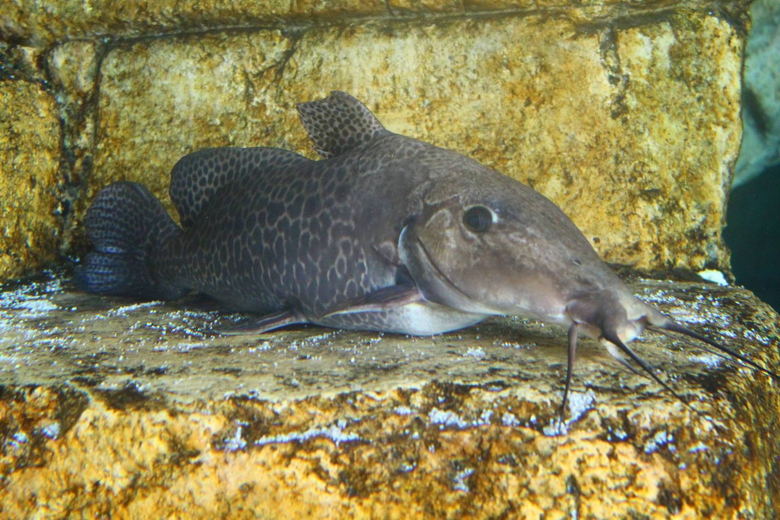 Топ-18 аквариумных сомиков с фото и названиями
