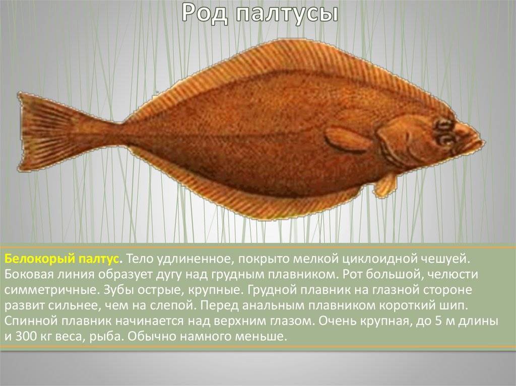 Рыба палтус