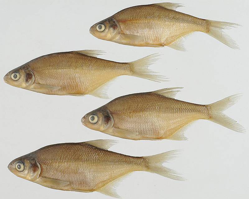 Рыба «осётр амурский» фото и описание