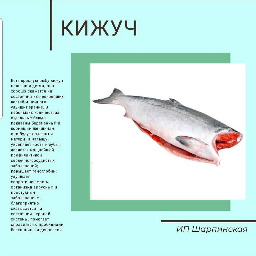 Красная рыба кета: как выглядит, где водится, как выбрать вкусную