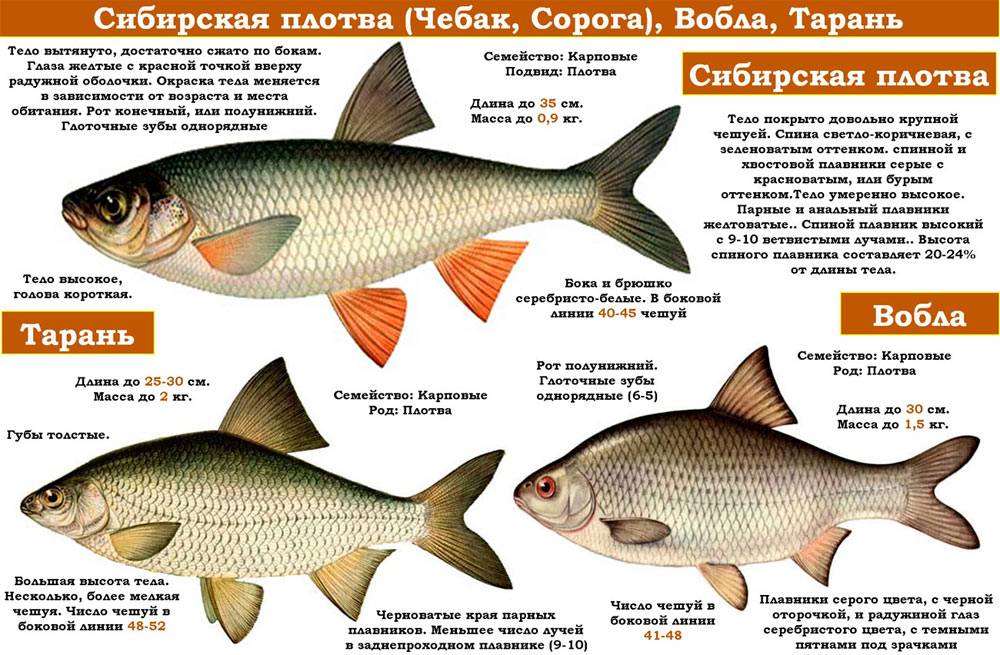 Лещ фото и описание – каталог рыб, смотреть онлайн