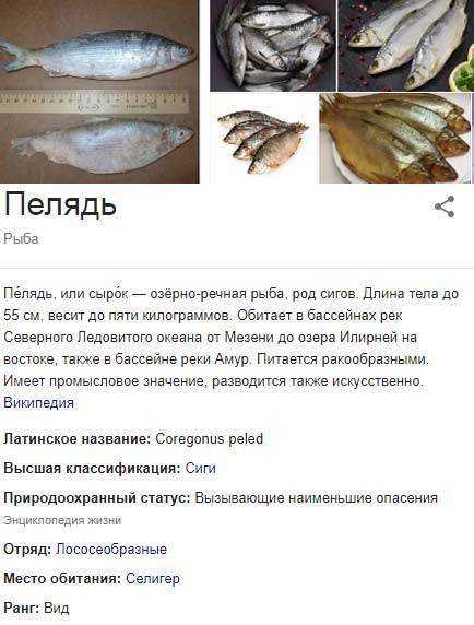 Пелядь рыба. фото, описание, морская или речная, как приготовить, посолить, рецепты
