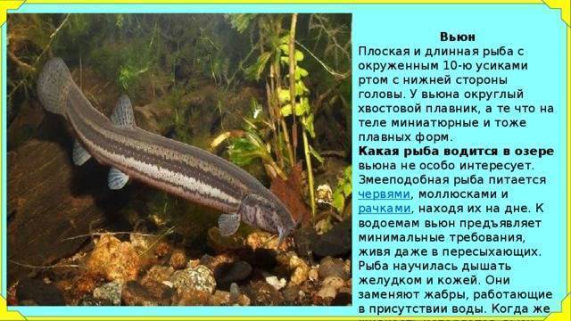 Рыба вьюн - описание, где обитает, как и на что ловить?