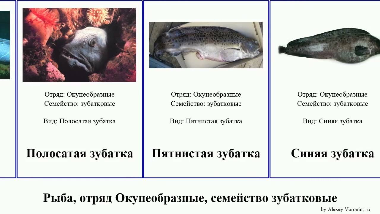 Рыба зубатка: описание, польза и вред для организма
