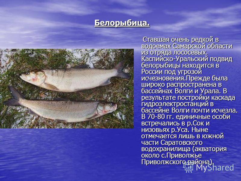 Жерех фото и описание – каталог рыб, смотреть онлайн