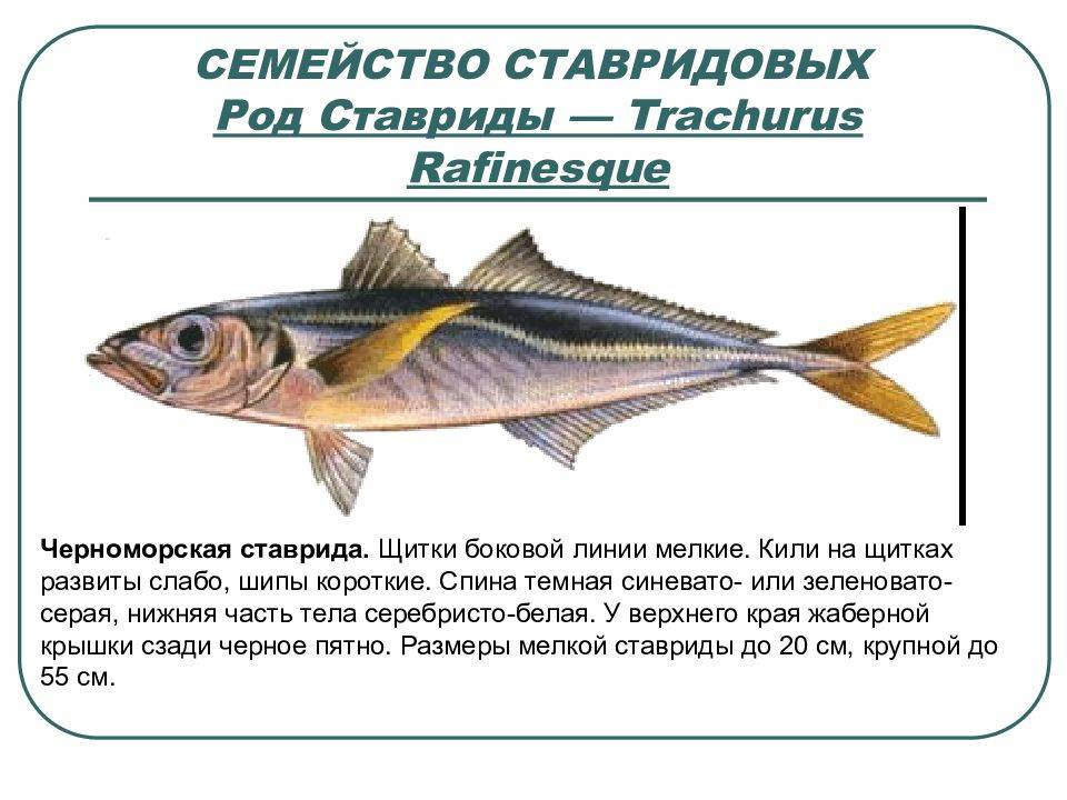 Ловля ставриды в черном море - черноморие.рф
