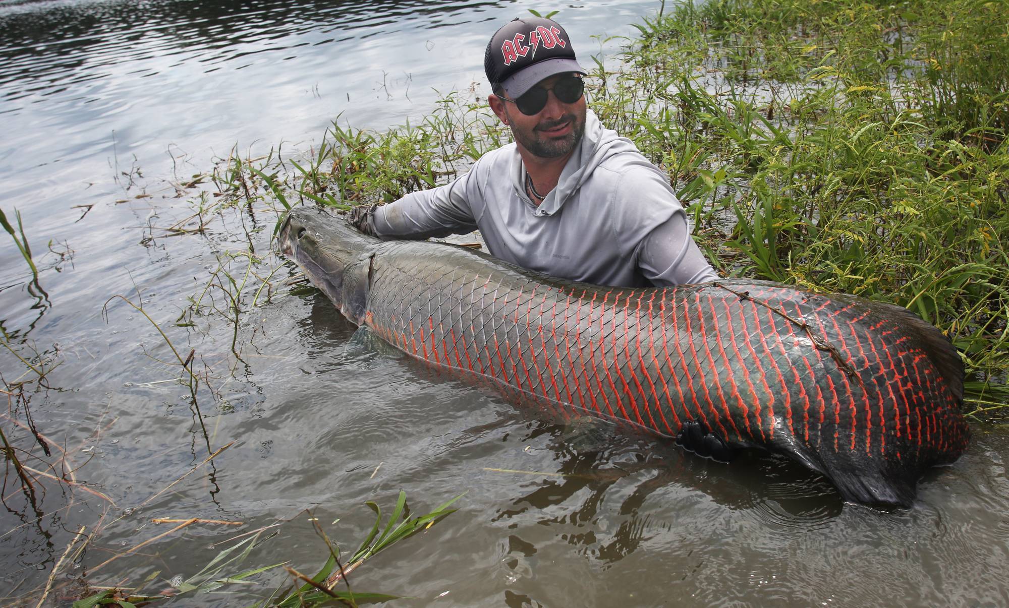 Арапайма (пираруку) гигантская рыба амазонки: описание