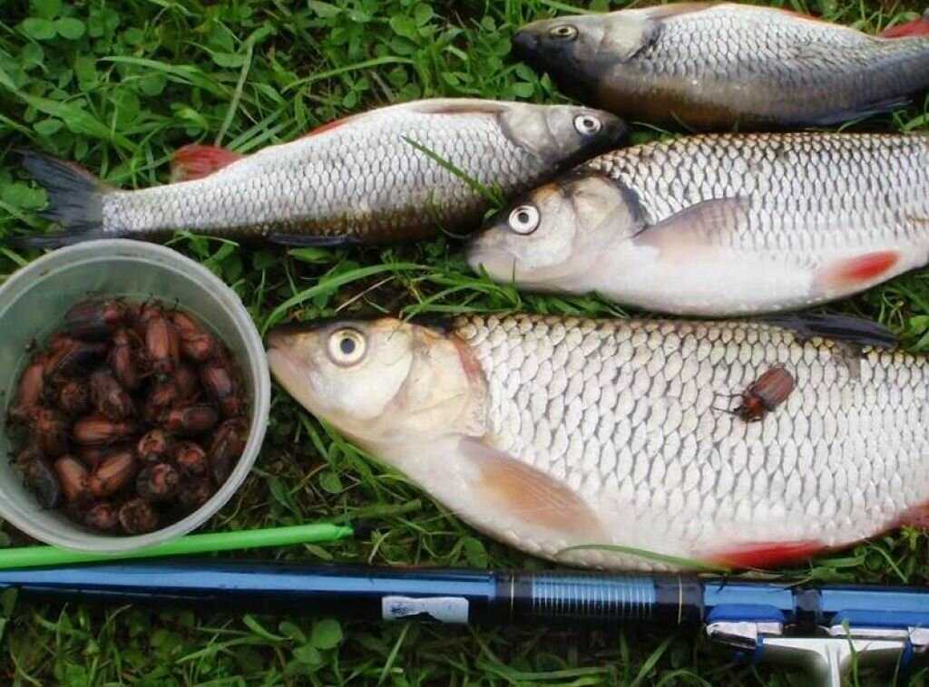 Какая рыба лучше ловится