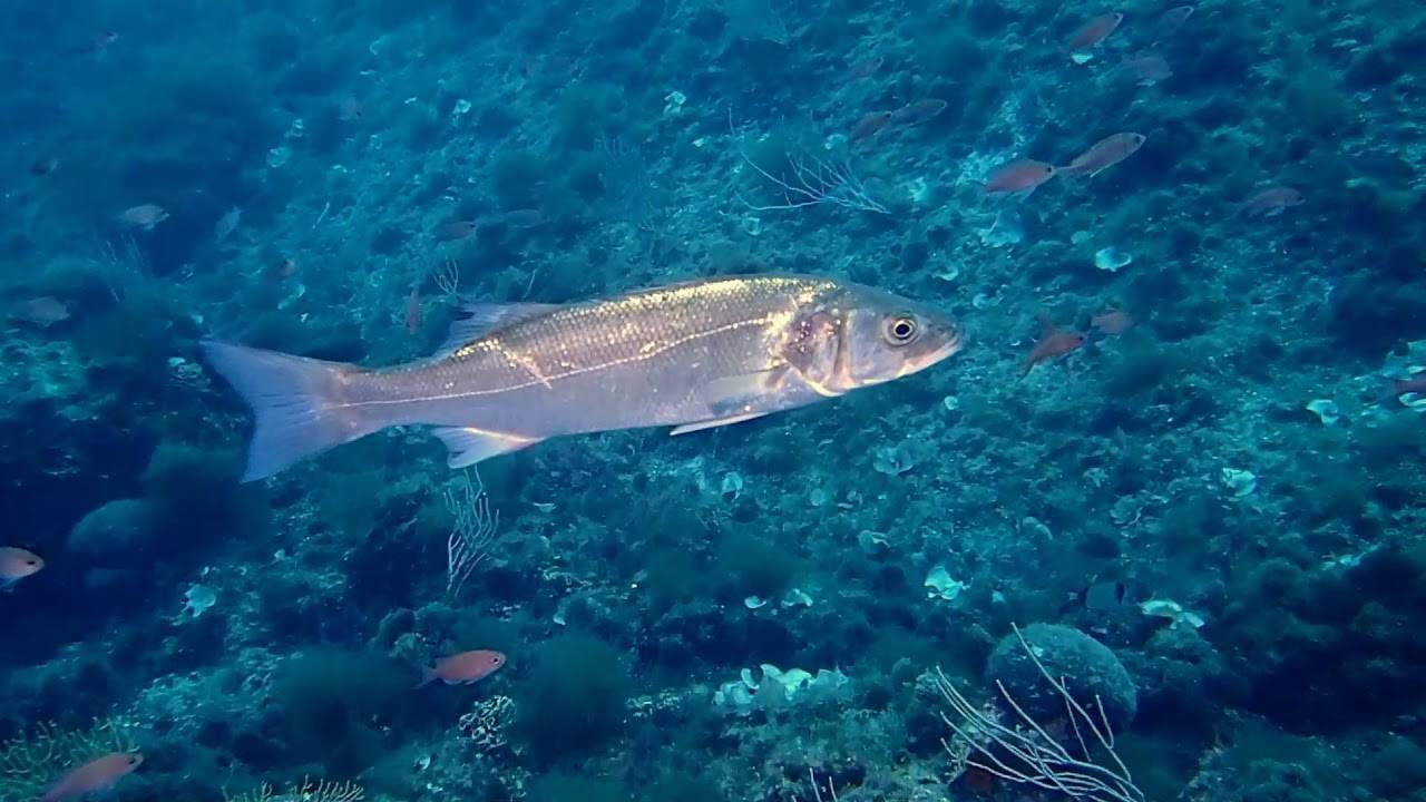 Рыба «лаврак японский» фото и описание