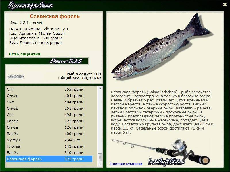 Форель итальянская фото и описание – каталог рыб, смотреть онлайн