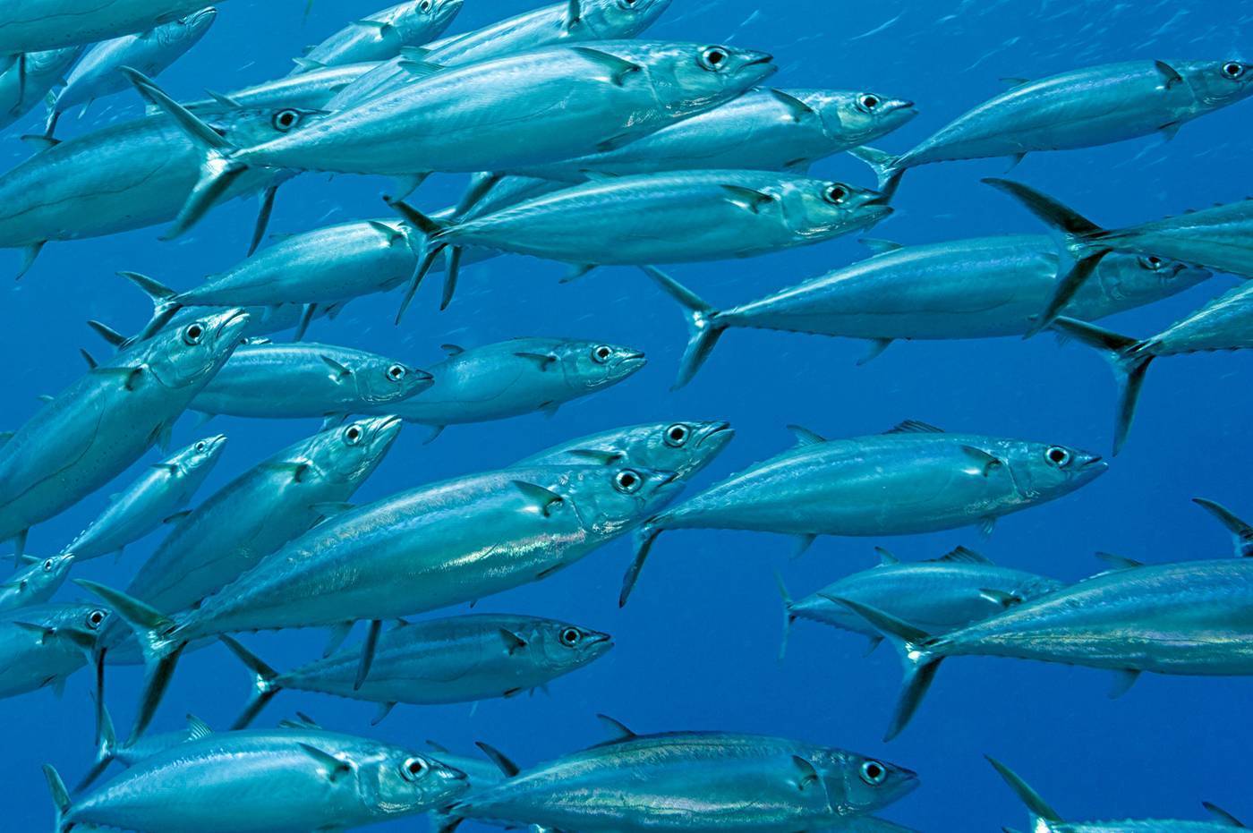 Скумбрия — что это за рыба, чем она полезна и как ее готовить?