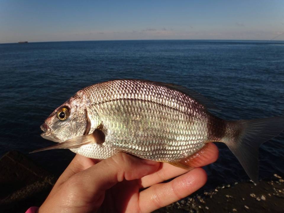 Лаврак пятнистый фото и описание – каталог рыб, смотреть онлайн