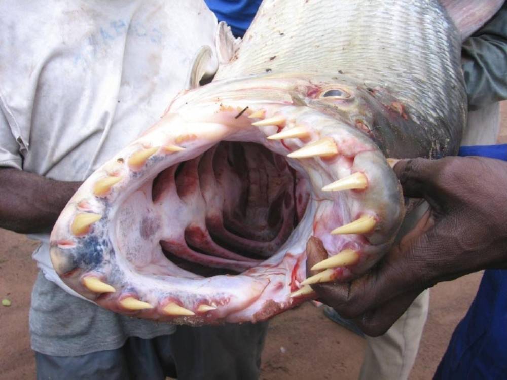 Речной тигр: рыба голиаф поедающая крокодилов