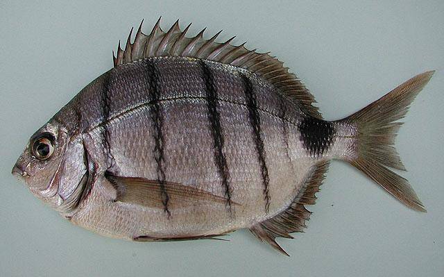 Сарган фото и описание – каталог рыб, смотреть онлайн