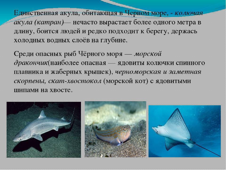 Катран – фото, описание, ареал, рацион, враги, популяция