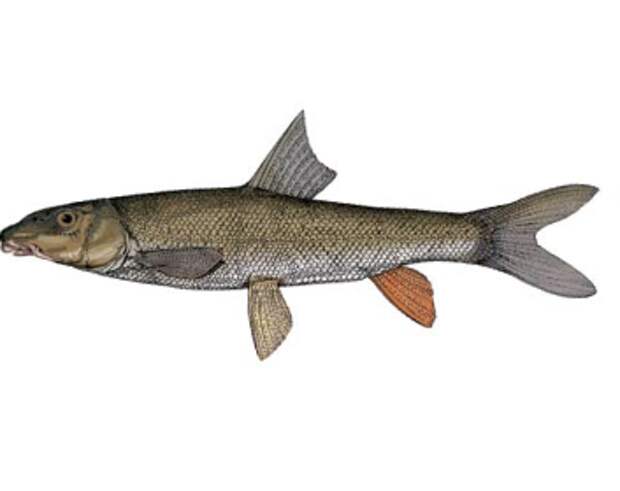Усач крымский, рыба семейства карповых, barbus tauricus