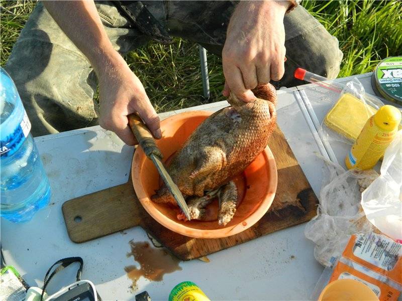 На что ловить белого амура - наживки и снасти