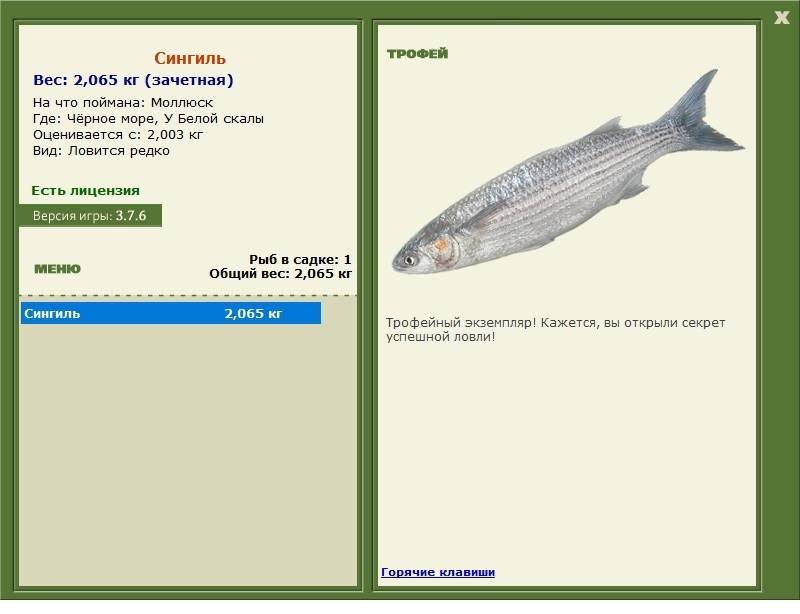 Сальпа фото и описание – каталог рыб, смотреть онлайн