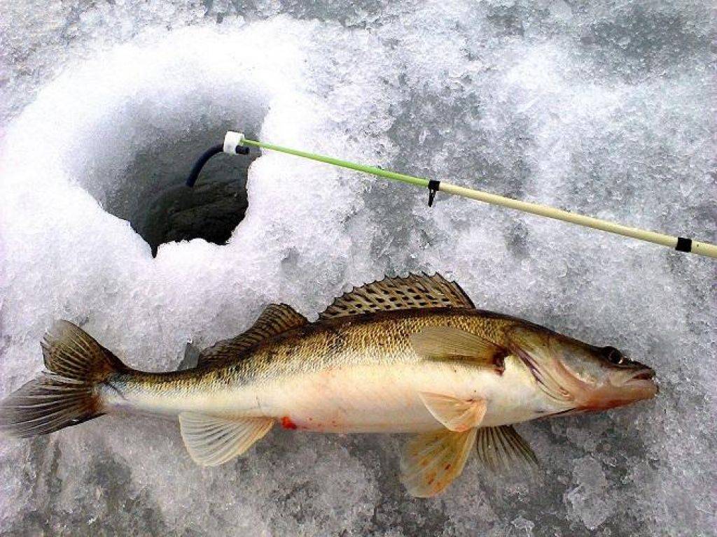 Снасти для ловли судака зимой: выбираем правильно - читайте на сatcher.fish