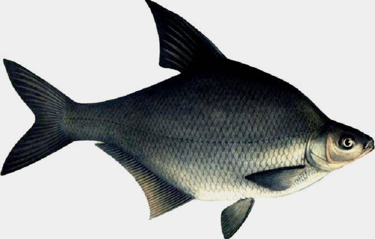 Амур черный фото и описание – каталог рыб, смотреть онлайн