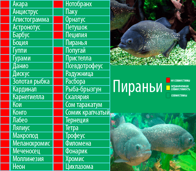 Астронотусы (лат. аstrоnоtus)