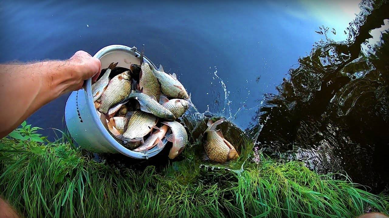 Ловля карася на пенопластовые шарики — почему рыба на них клюет и как сделать монтаж снасти