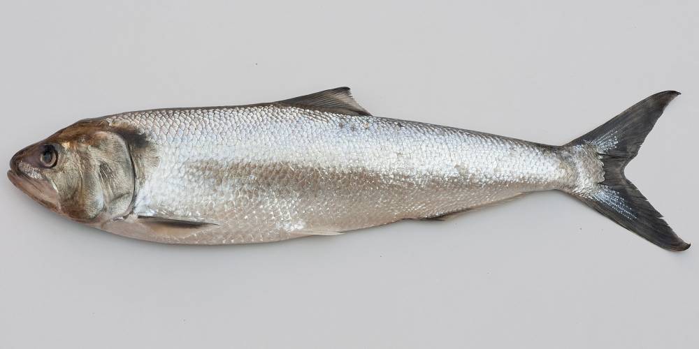 Крэппи белый фото и описание – каталог рыб, смотреть онлайн