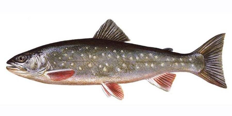 Кунджа (рыба): полезные свойства, рецепты приготовления :: syl.ru