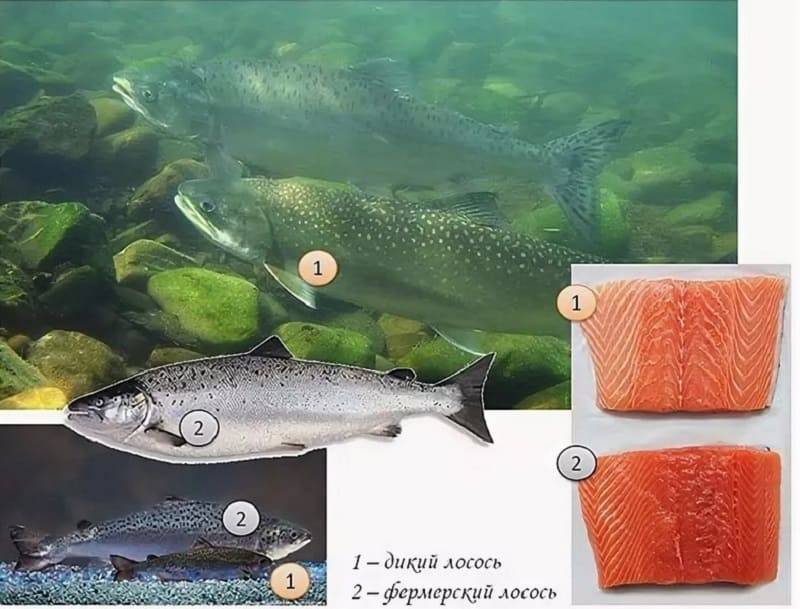 Рыба лосось атлантический или семга: как выглядит и где водится семга или дикий лосось salmon
