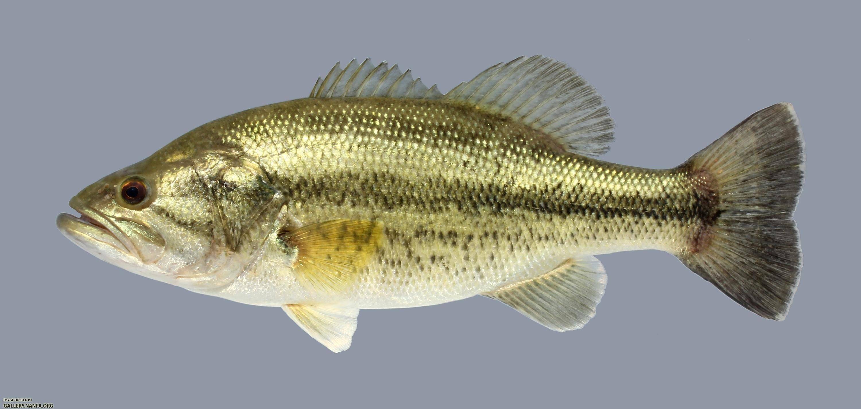 Рыба «басс жёлтый» фото и описание