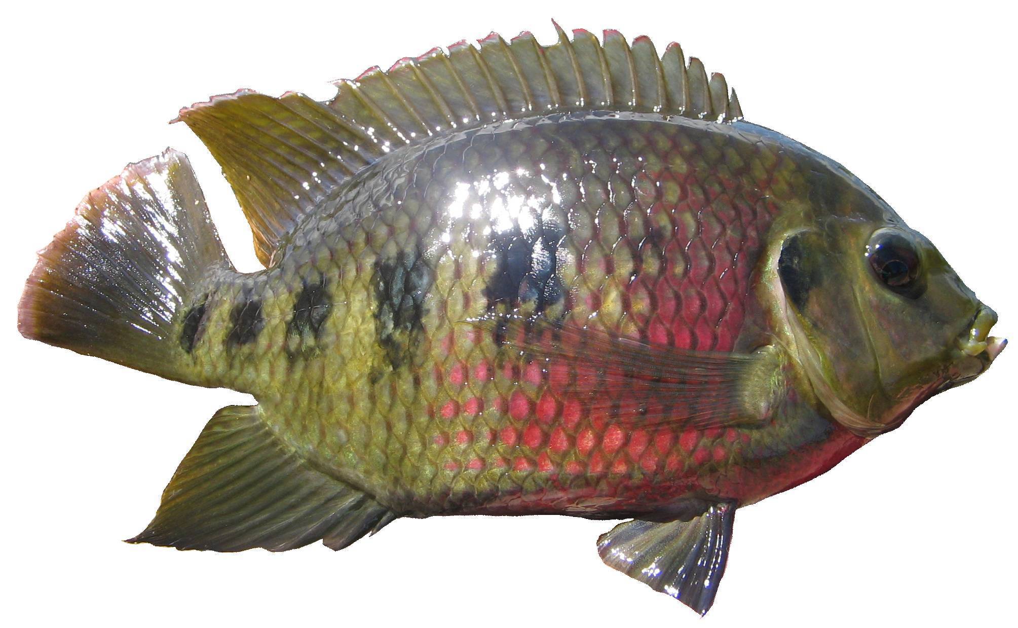 Тилапия фото и описание – каталог рыб, смотреть онлайн