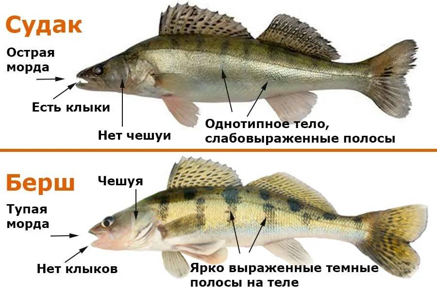 Судак рыба: как выглядит, где водится, когда нерест судака