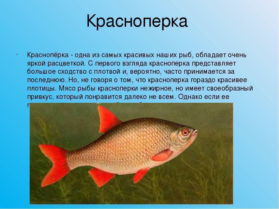 Красноперка рыба: описание вида с фото, где водится, виды