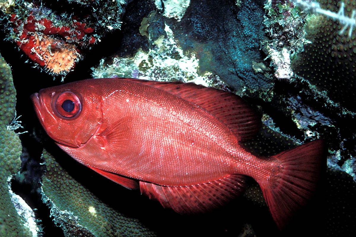 Окунь солнечный синежаберный фото и описание – каталог рыб, смотреть онлайн