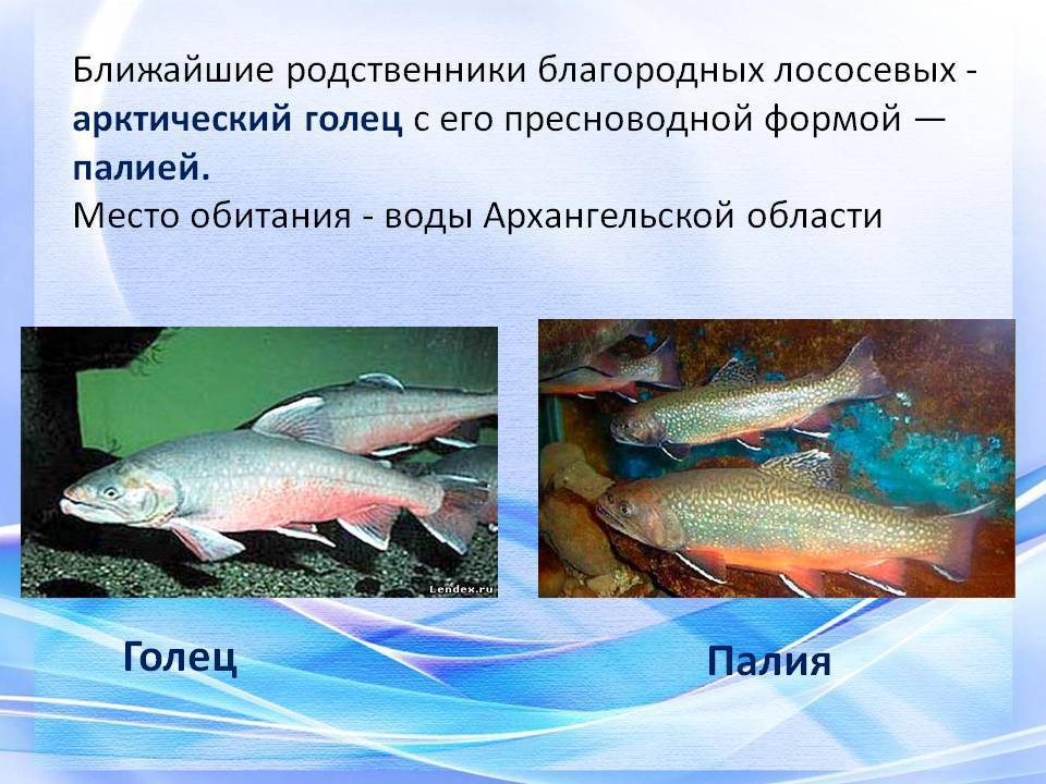 Голец рыба. свойства и польза рыбы голец, калорийность