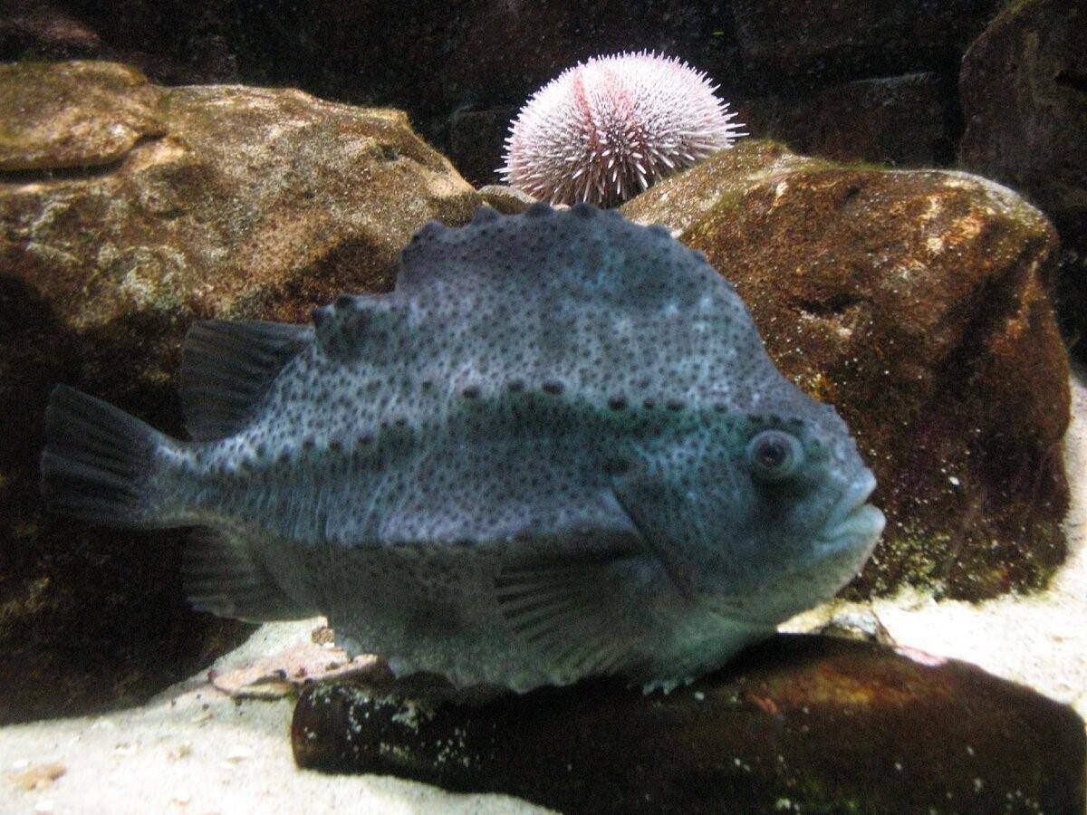 Крэппи чёрный фото и описание – каталог рыб, смотреть онлайн