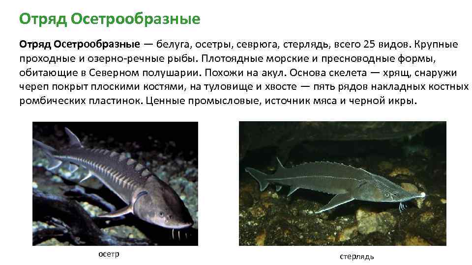 Калуга (рыба) - фото, описание, ареал, рацион, враги, популяция - рыбы