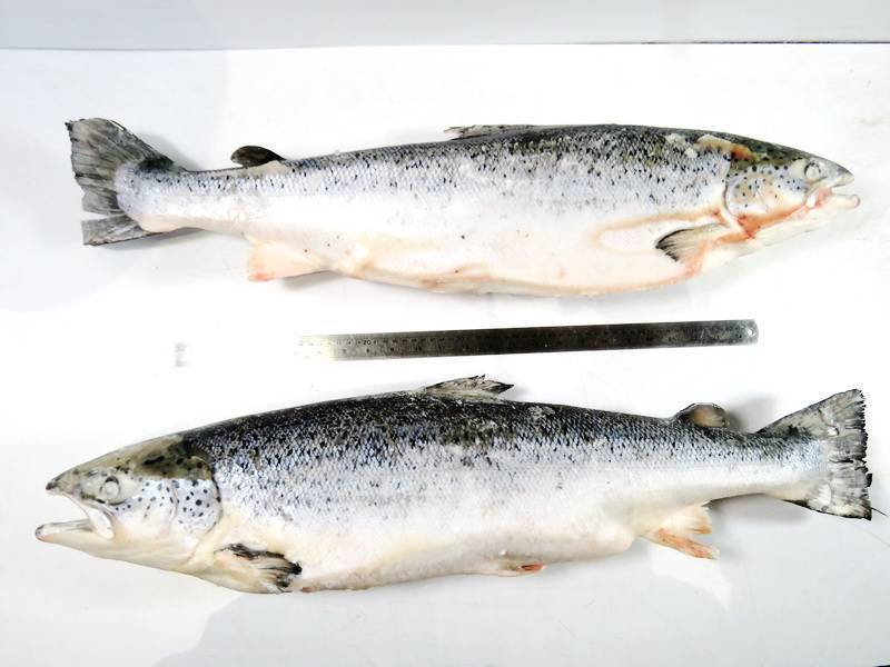 Форель адриатическая фото и описание – каталог рыб, смотреть онлайн