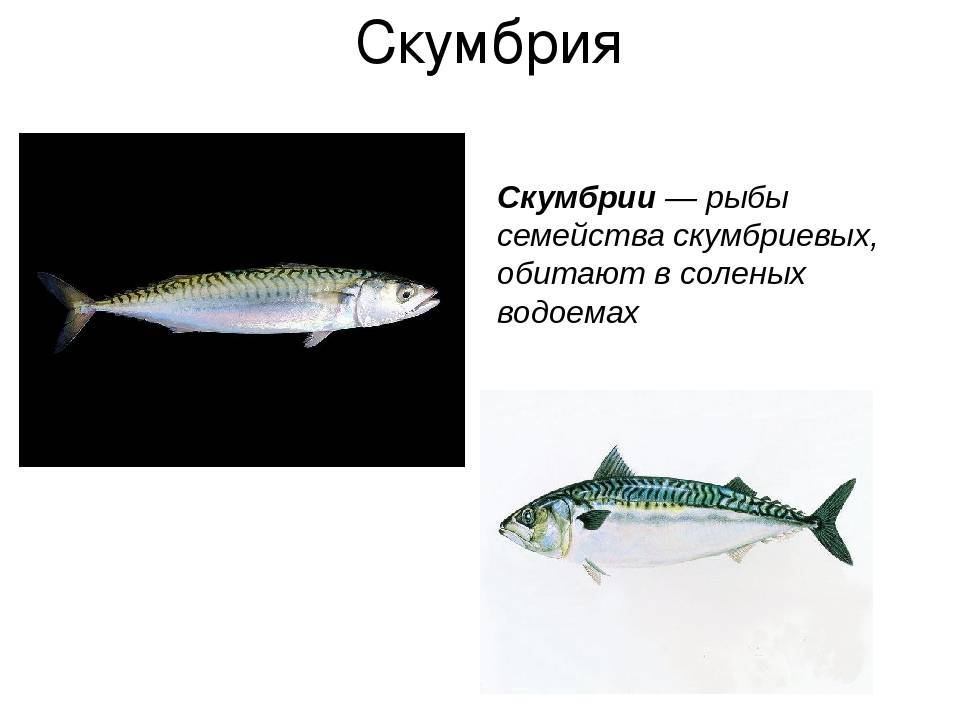 Скумбрия (рыба) – описание, фото, польза, виды, где водится