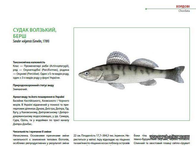 Какая рыба водится в волге: список названий, рекомендации по ловле